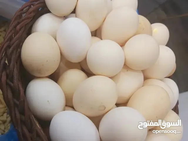 بيض دجاج عرب منوع ملقح للبيع والدجاج موجود