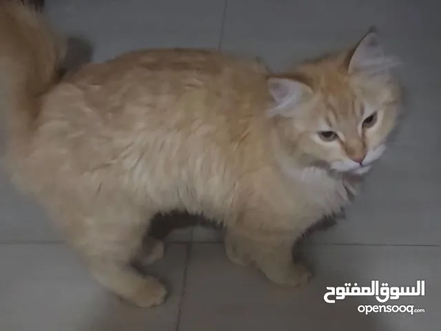 قط شيرازي لون ذهبي مدلل