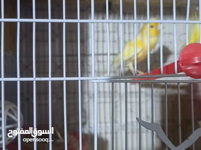 كناري مزاويج