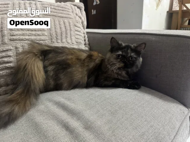 Female Cat Want Male Cat For Matting