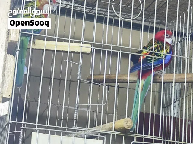 مجموعه طيور للبيع كوم روزيلا,جرين شيك,طيور حب,هوجورومو