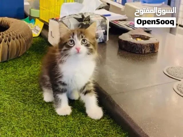 قط ذكر شهرين حنون ولعوب جدا وهاديء  مكس شيرازي على سكوتش