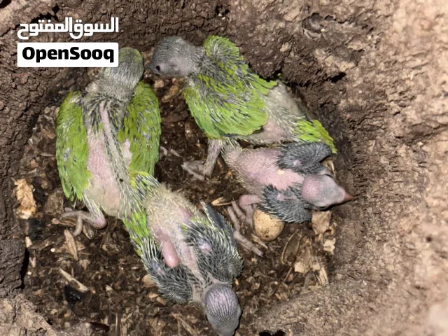 فروخ بغباء دره انتاج محلي