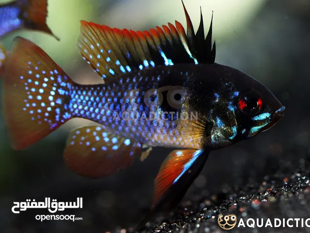 مجموعة سمك للبيع