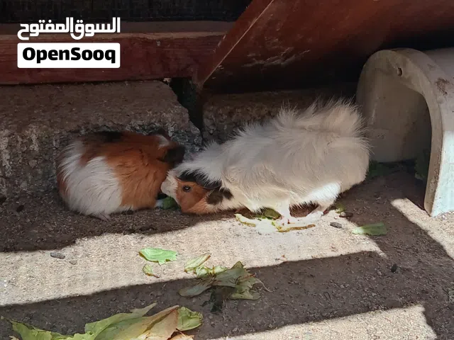 قناده بصحة جيدة 2 إناث 2 دكوره