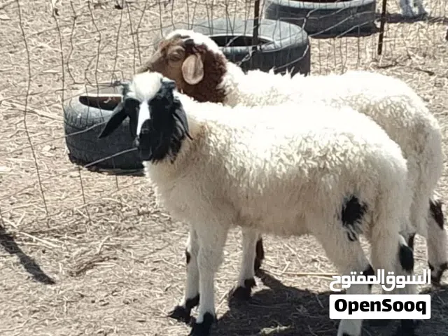 اثنين خرفان وطنيات
