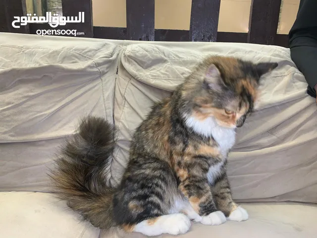 للبيع سنور