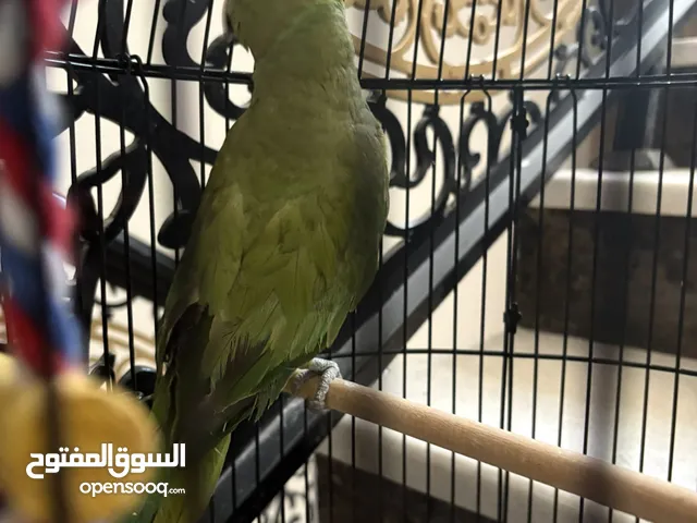 ببغاء دره عمره 7 شهور