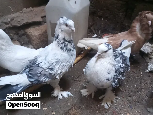 حمام مفتل حمام مفتل ثلاثه فحله زائد واحدمفوط هم فحل زائد نثايه للبيع