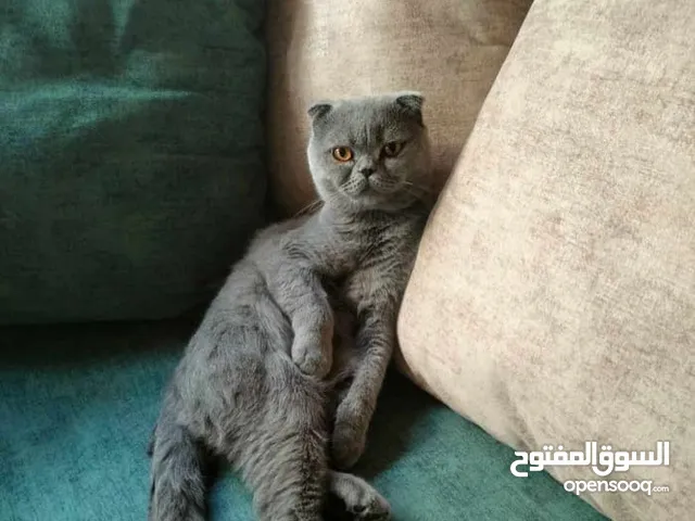 قط ذكر سكوتش بيور