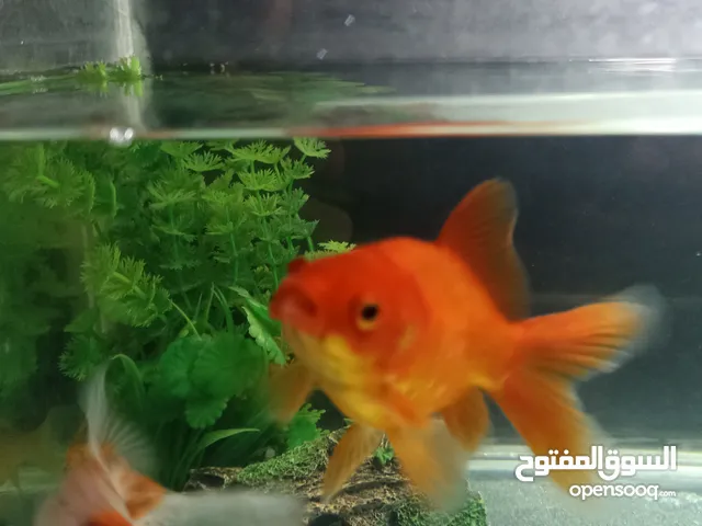 اسماك للبيع