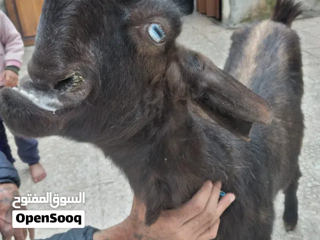 ماعز شامي للبيع