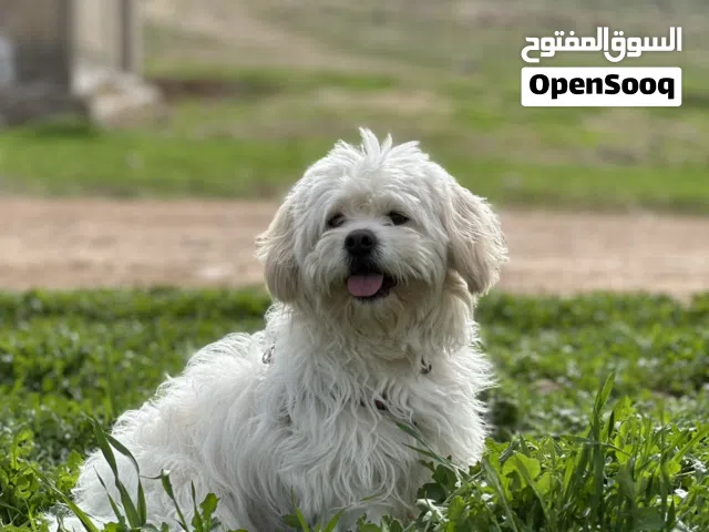 مالتيز ميكس، عمره سنة تقريبًا أليف جدًا ونظيف وماخذ جميع المطاعيم صحته ممتازة ومناسب للبيت والتربية