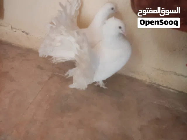 جوز هزاز ابيض