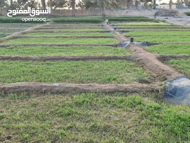 Farm Land for Sale in Al Dakhiliya Bahla