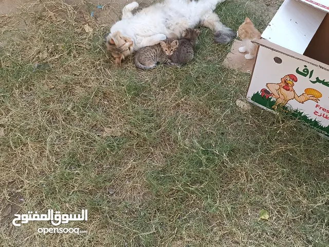 السلام عليكم قطه للتبني هيه وياها ابنها واحد فقط