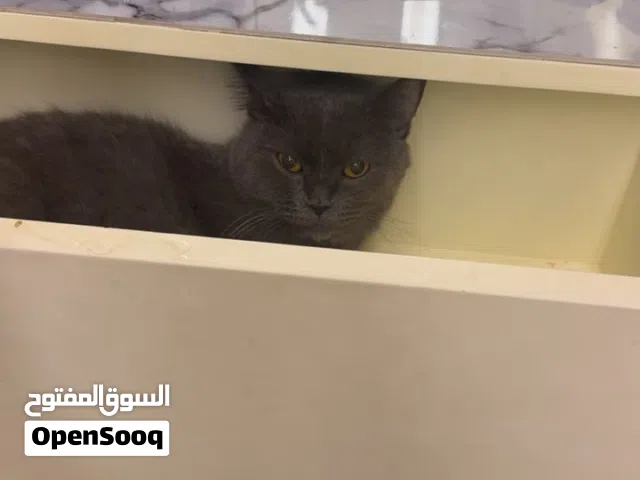 قط بريتش شورت هير (British Shorthair) بيور ومميز