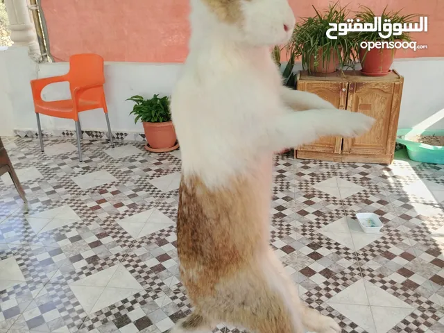 أرانب ذكور للبيع