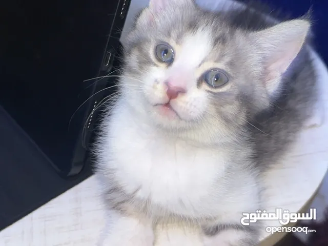 التبني قط رجاء تواصل واتساب