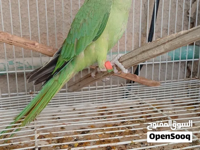 بغبغا دره أليف شويه يصلح حال تدريب
