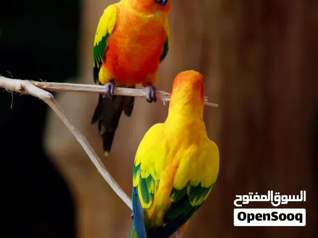 مطلوب أنثى صن كنيور