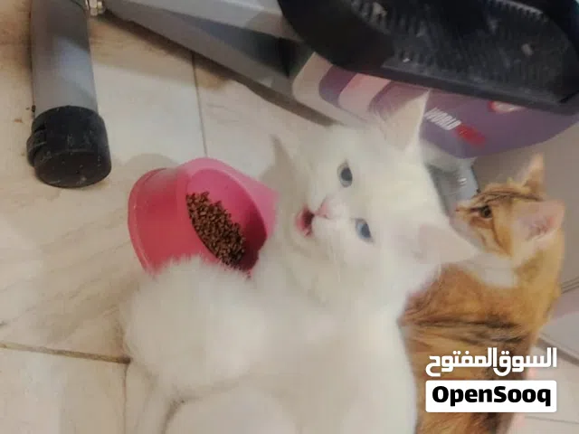 السعر لا يهم حسب الأمكانيه