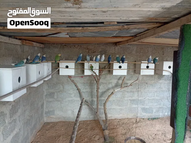 حظيرة بركديلو روز مصوقرة عندي يسخنو علي دحي اقرا وصف