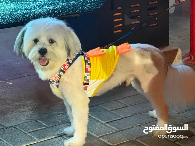 Maltese dog