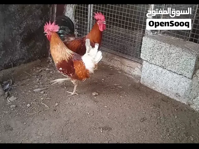 3دياكه للبيع احجام حلوه