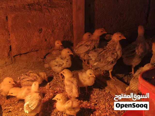 افراخ دندراوي للبيع مكان شك العرب