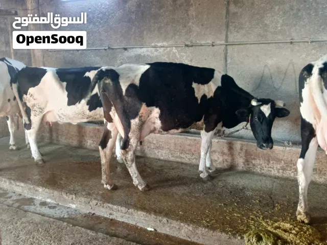 بيع ابقار والسعر مناسب