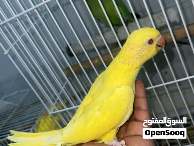 للبيع فرخ متو اصفر عيون حمره انتاج البحرين صحه و نظافه افضل عمر حق تدريب