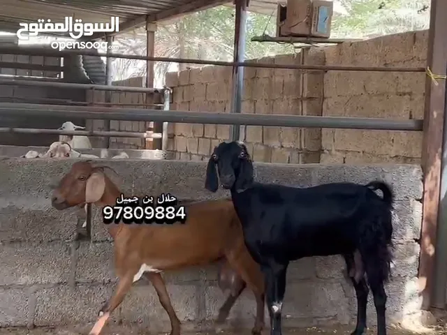 شواه خلط بكستاني نوع اللي يسون حليب وافر