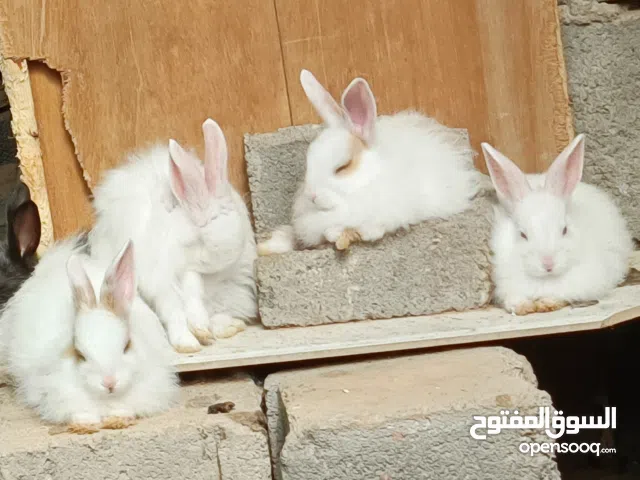 ارانب   ارانب