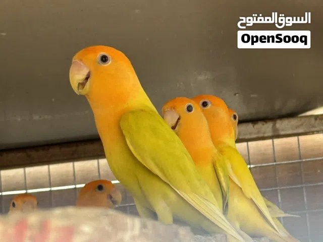 روز بالد جرين اورنج اوبلاين