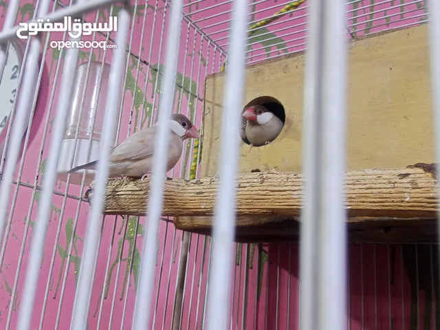 زوجين جاوا زوج عسلي زوج المنيوم شرط التبزير