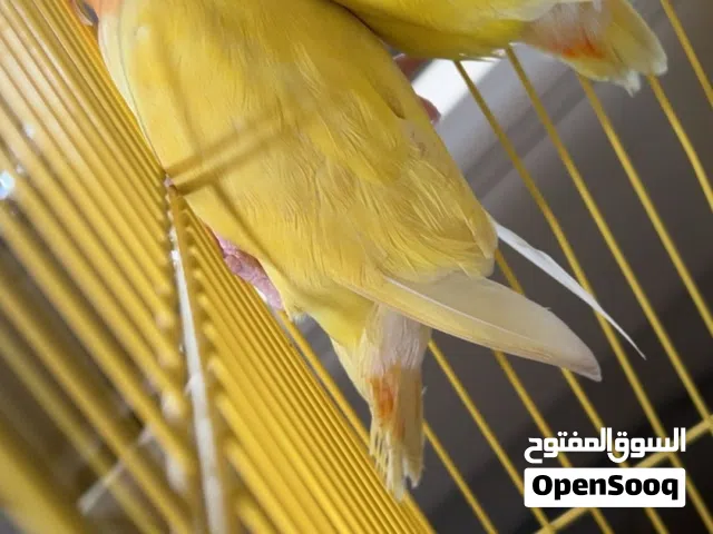 للبيع زوج روز