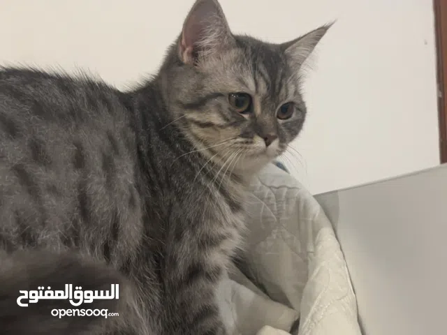 قط شيرازي للتبني