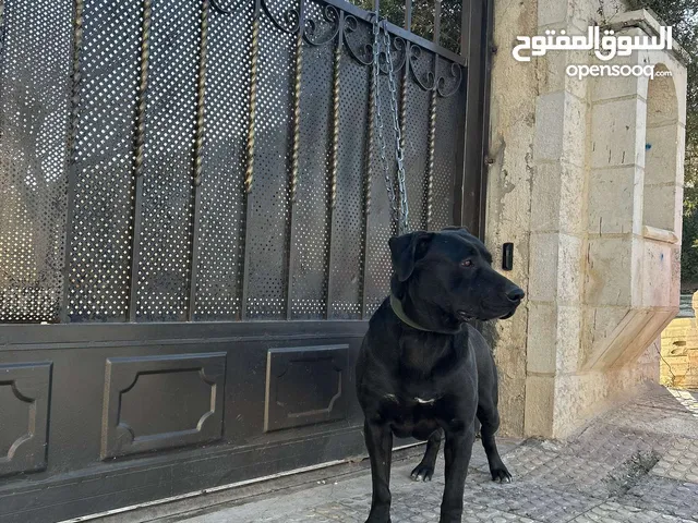 كلب بيتبول اصلي للبيع بسعر مناسب جدا جدا جدا