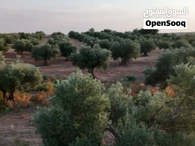 Farm Land for Sale in Hawally Hawally