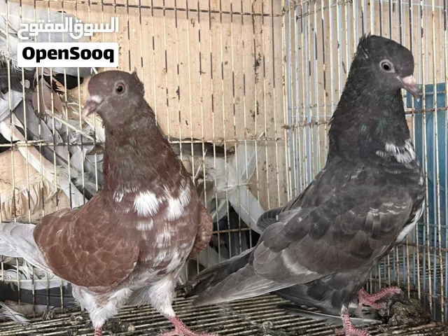 للبيع حمام بو شهر وحمام كويتي لوت