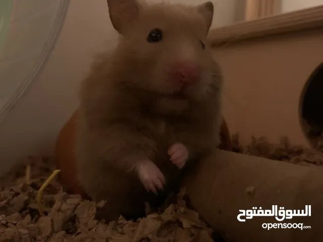 هامستر صغير كثيف الشعر ( سوري)
