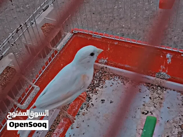 عصافير كنار