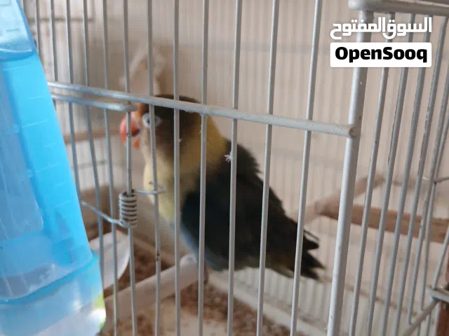 أنتاية بركديلو بيرسوناتا