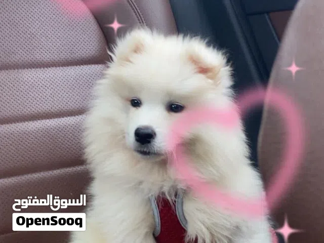 كلبه لعوبه مع الاطفال و هاديه مطلوب لها 250
