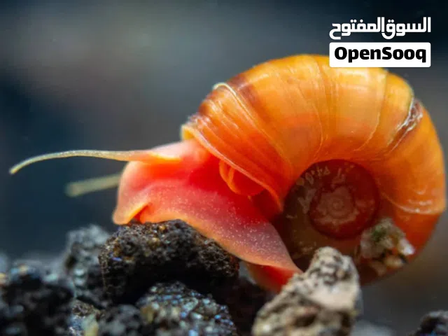 حلزون الرامشون