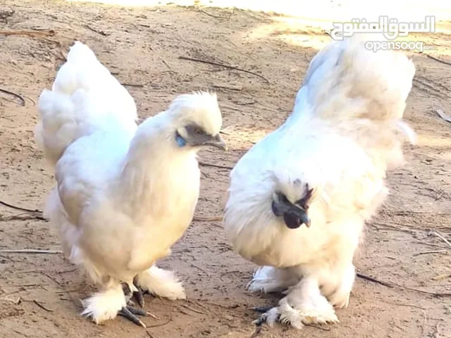 متوفر كوبيه قطني تلجي عنضافه درجه اوله نشطات ربي يبارك