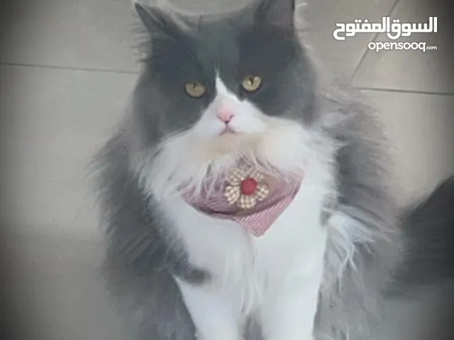 قطه شيرازيه مطعمه مدربه للبيع 40 دينار