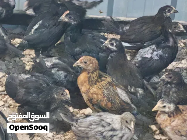 متوفر 50 صوص بلدي عمر شهرين للبيع