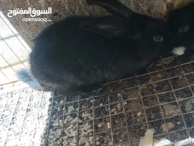 7 ارانب للبيع بسعر منيح